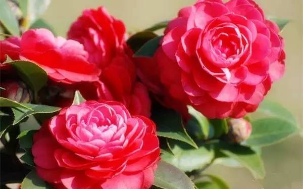 恨天高是云南茶花中唯一株型较矮的品种,花瓣近似圆形,花色为桃红色.