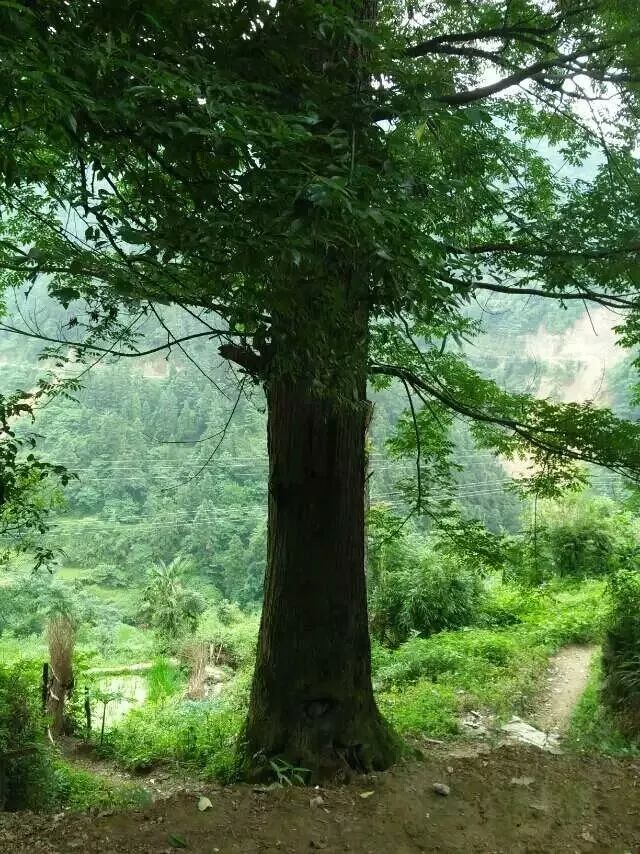 猫岩寨||贵州铜仁古法酿酒第一村