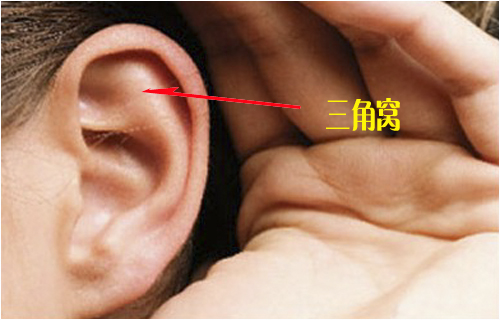 三角窝是耳朵部位的角窝,经常清洗并揉搓,对于高血压,神经衰弱,戒断