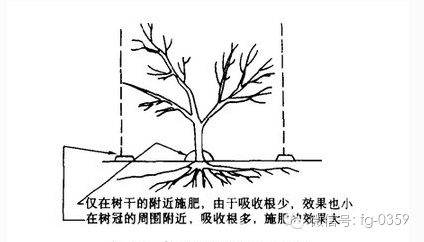 发现:果树烂根谁之过?桃树烂根怎么办呢