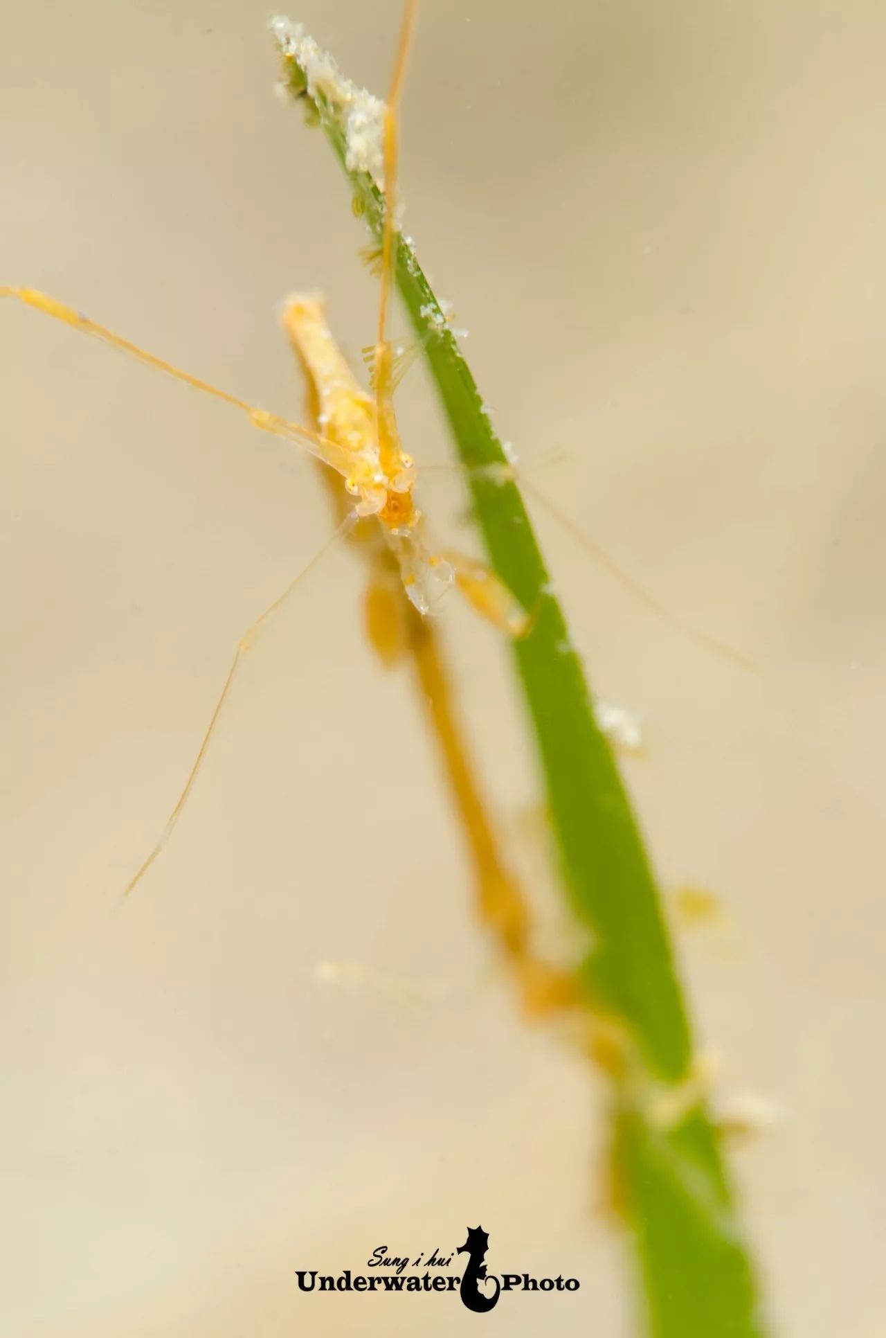 "来亲一个" l             骷髅虾 (skeleton shrimp)  l