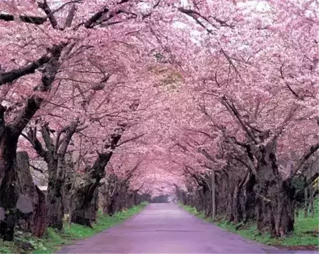 日本樱花大道