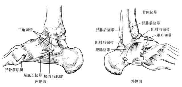 人体的第二心脏,最伤不起的踝关节