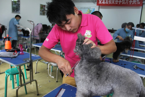 常州宠物美容学校哪里好