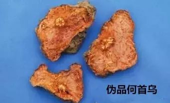 味苦涩 何首乌鉴别歌决 首乌肥厚大块片,云锦花纹最典型, 切面肉红味