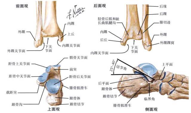 踝关节是人体较重要的运动关节之一,也是构造复杂的关节之一.