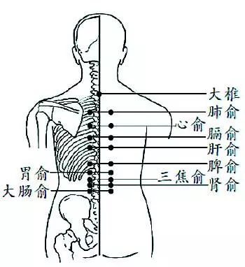 后背的脾俞,胃俞自己不好灸, 可以采用竹制艾灸盒施灸