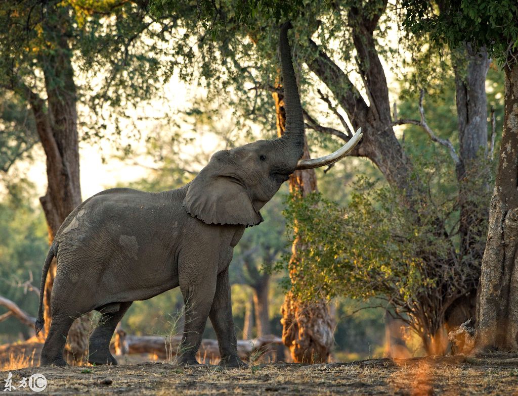非洲:大象模仿长颈鹿,双脚站立吃树叶