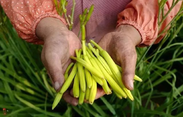 做起了特产生意,农民双手采摘的黄花菜,小香菇等农特产品成了他们增收