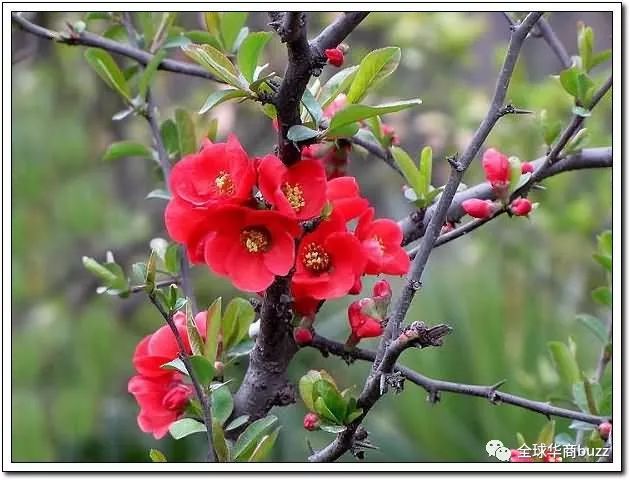 秦卜子花贵妃海棠