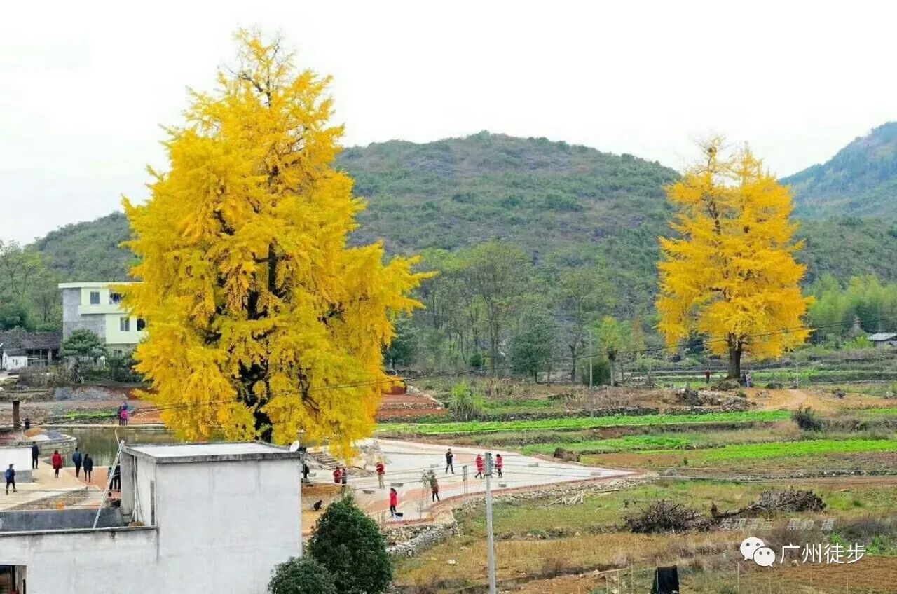 【深秋赏叶】12.10南国深秋风景线,第一届阳山小江银杏节