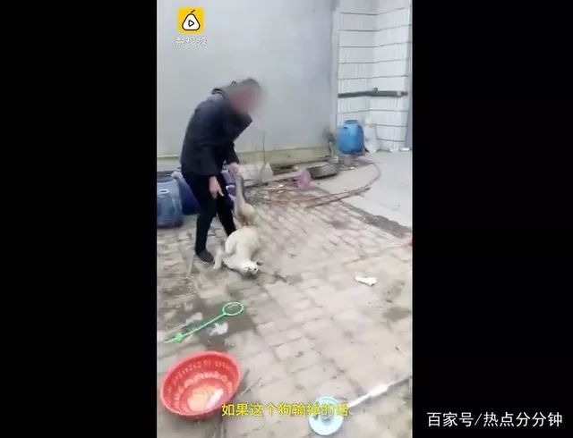 残忍!男子赌狗输钱后,竟将狗活活摔死:狗不行就吃肉