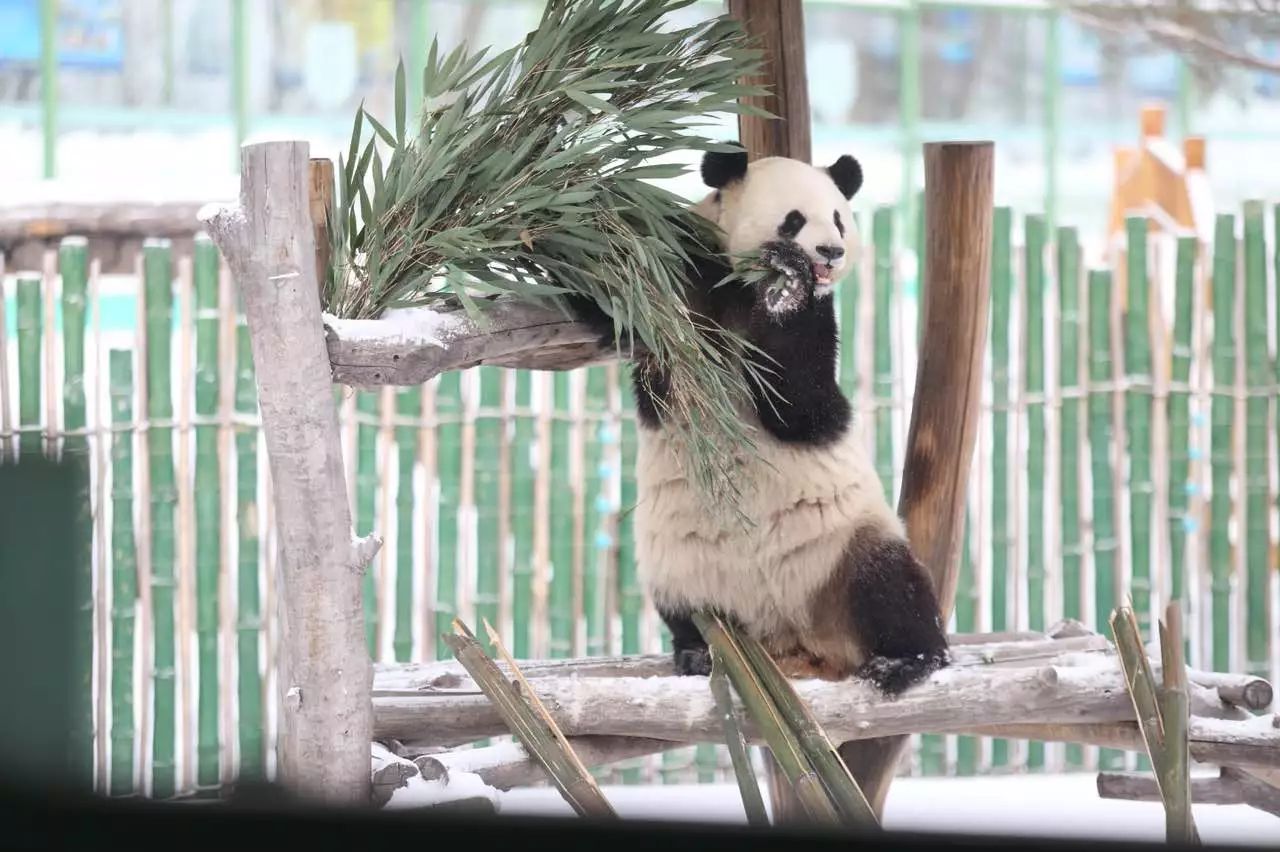 【组图】国宝熊猫耍活宝 雪上撒欢翻跟头