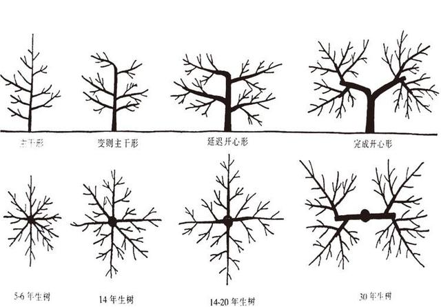 苹果树冬剪的新技术你见识过没