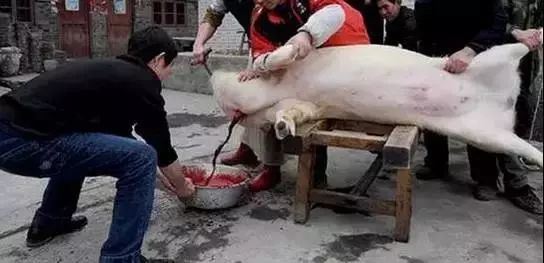 为什么很多农村人喜欢自己杀猪杀羊做美食?尤其是过节