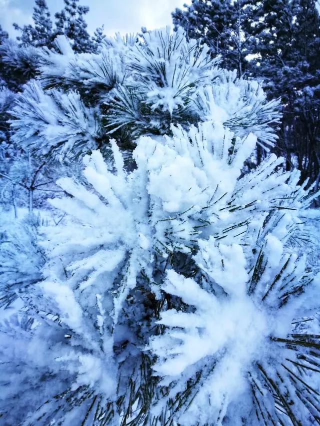 真美!东营周四迎大雪!