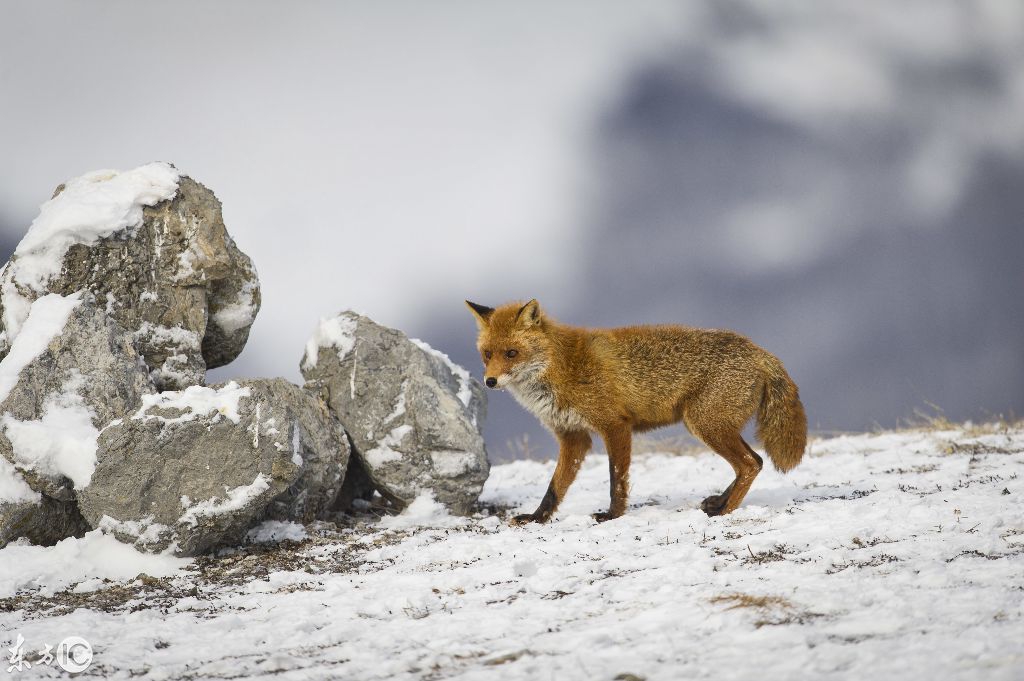 鹰火山心碎猜成语_心碎头像