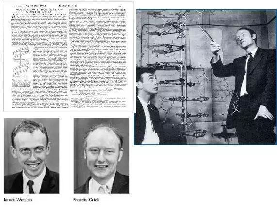碱基必须在骨架内侧,像台阶般展开 1953年4月25日,沃森和克里克在
