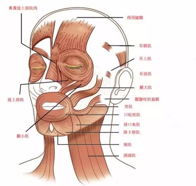 对于颈阔肌,外线从颞颌关节开始,向下沿着下颌线,注射点间间隔25px.