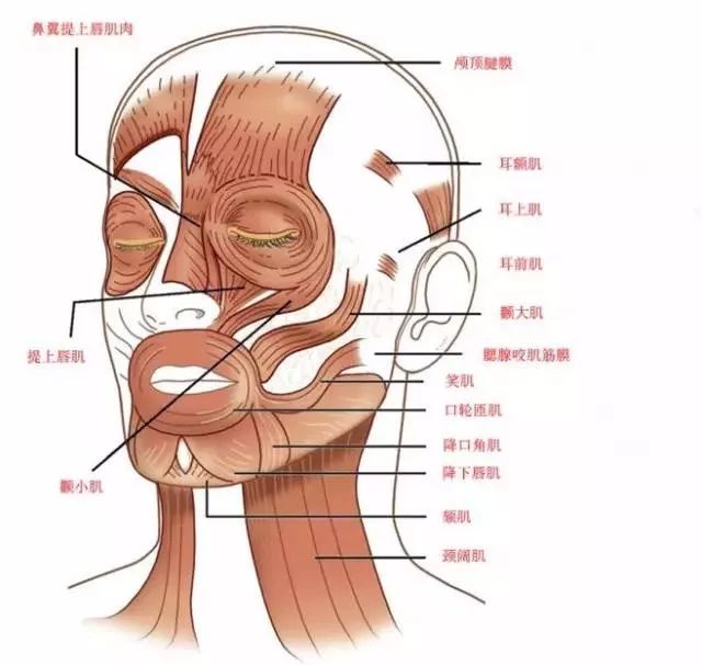 【微整干货】肉毒素面部提升技法及原理