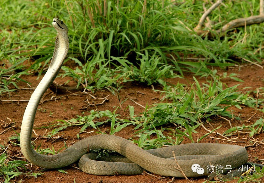 黑曼巴蛇,是非洲最大的有蛇类,也是世界上爬行速度最快的蛇,速度