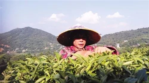 横县南山白毛茶