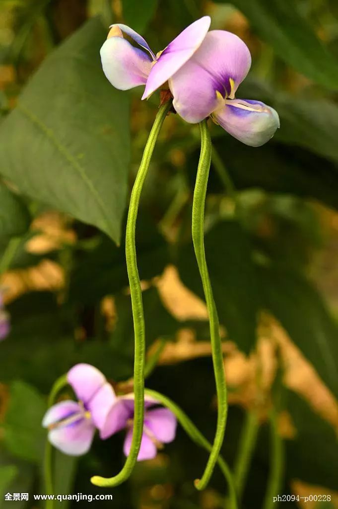 【识花】豇豆花