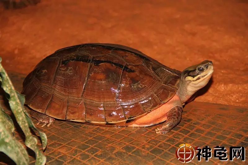广东种,越南种,海南种,如何区分金钱龟品种?