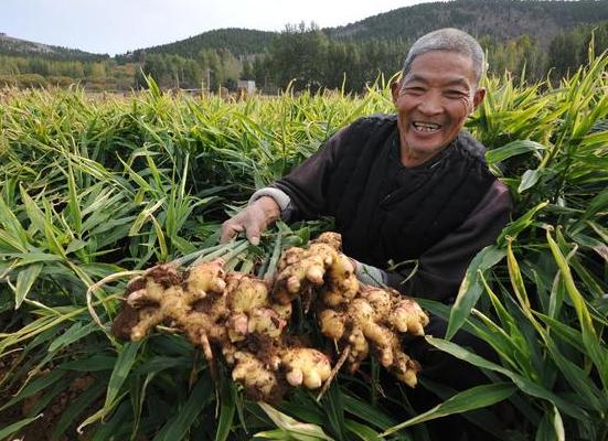 生姜中的姜黄素可以有效地抵抗癌细胞扩散 炒熟的姜要比生姜营养吸收