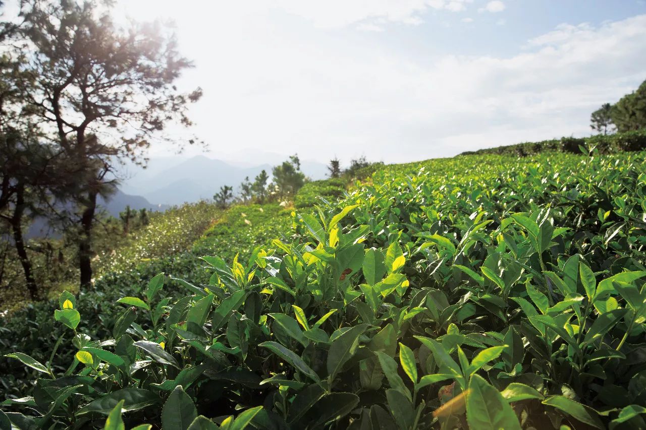 茶源地理白茶分类干货帖福鼎