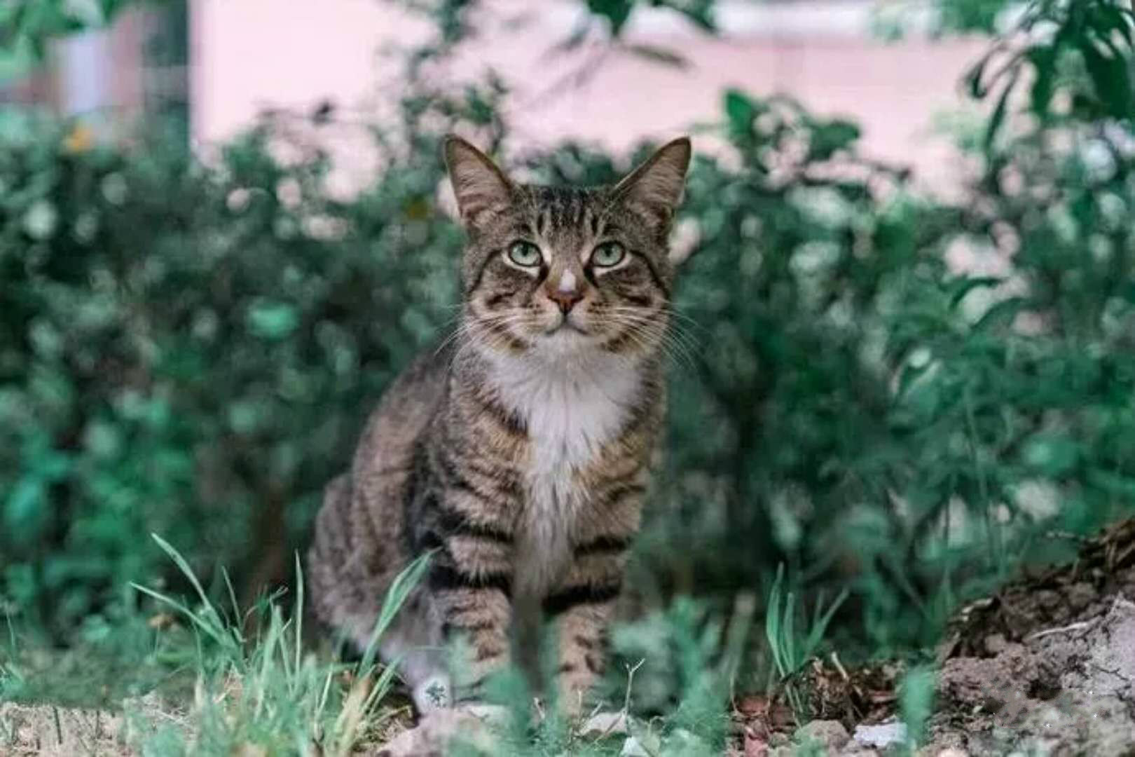 狸花猫—国外一猫难求,国内遍地流浪