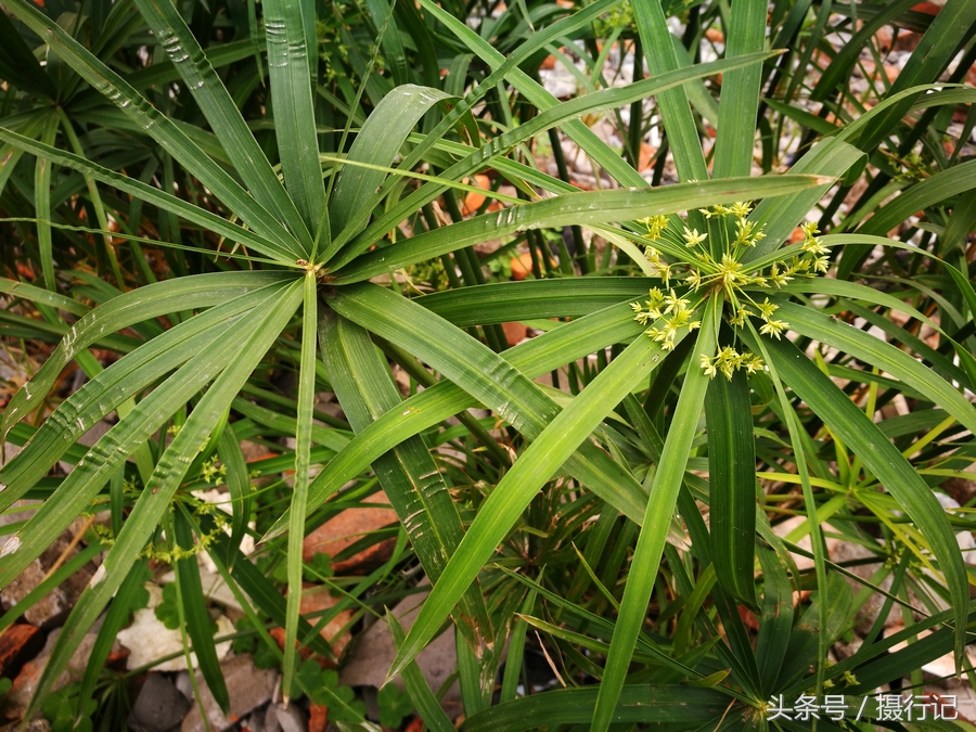 一种被称之为"伞草"的植物,是常用的观叶植物,您认识吗