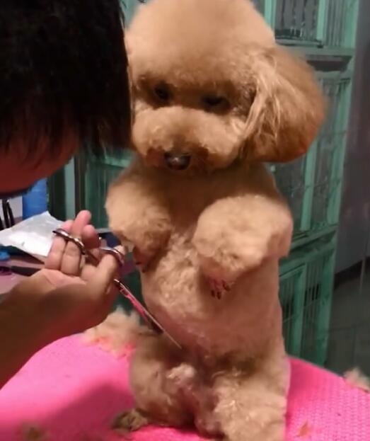 主人带泰迪去剪毛,结果网友惊呼:美容师你是要给狗做绝育么?