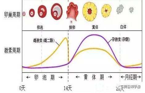 黄体期