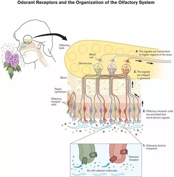 嗅觉感受器以及嗅觉系统的组成