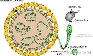 出血热(hemorrhagic fever with renal syndrome, hfrs)是由汉坦病毒