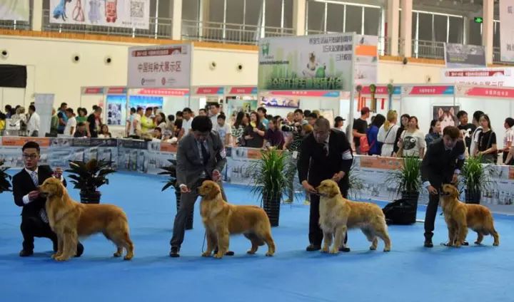 就在明天,中国宠物文化节在陈村开幕!一大波猫狗草泥马小狐狸来袭!