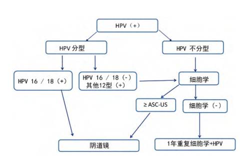 hpv33阳性怎么办