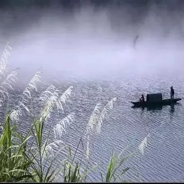 芦花绽放初冬时, 好一幅"蒹葭冬雪"之美景