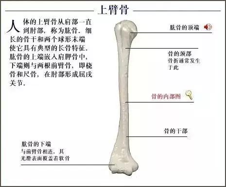 据说75%的私人健身教练不知道的36张超全三维骨骼图谱