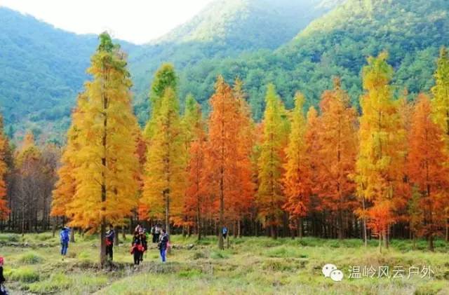 下午适时返回温岭.照这周红树林看完推算,下周应该还是可以的.