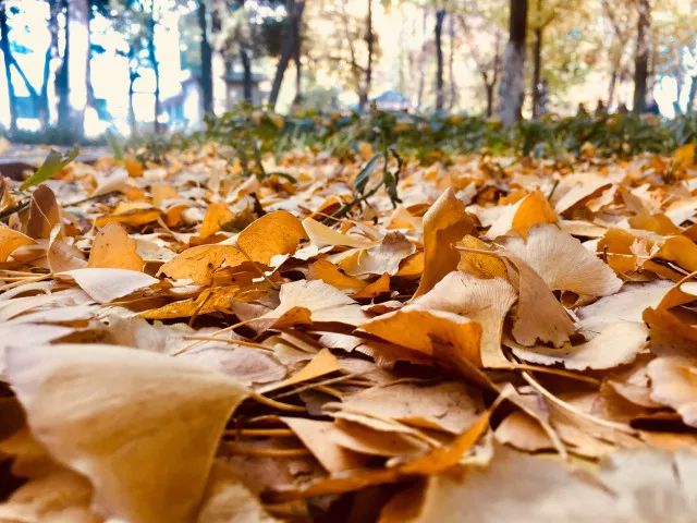 只一阵风,地上就铺满了落叶.