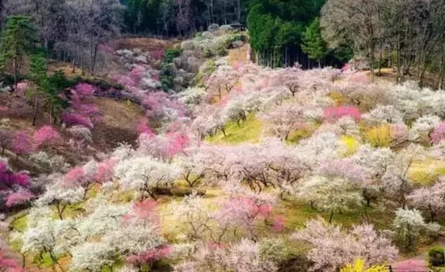 【河南】嵖岈山温泉小镇薰衣草庄园 3 当日本遇到河南 【日本】樱花