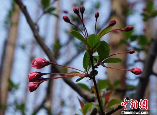 垂丝海棠枝条上挂着星星点点的粉色花朵. 孙佳 摄