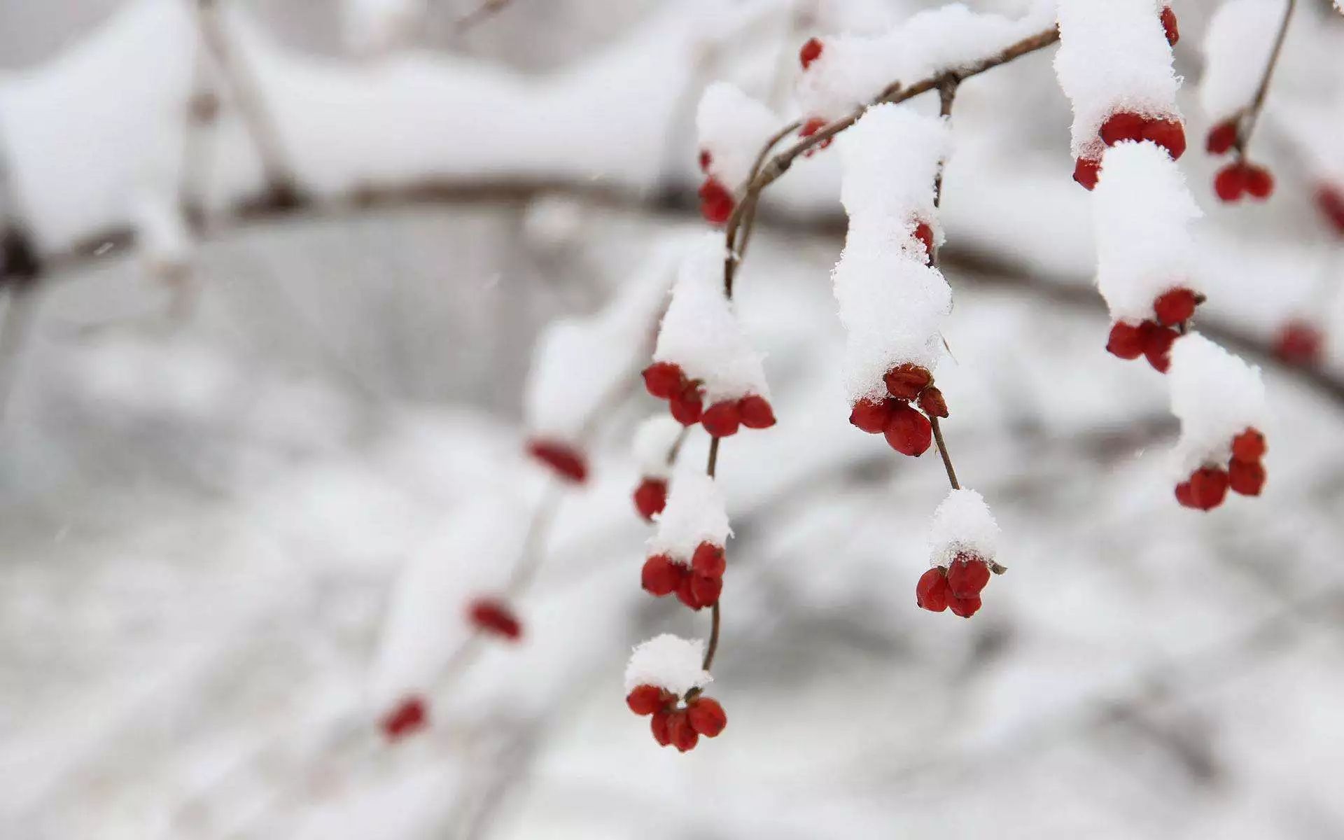 大雪 瑞雪兆丰年