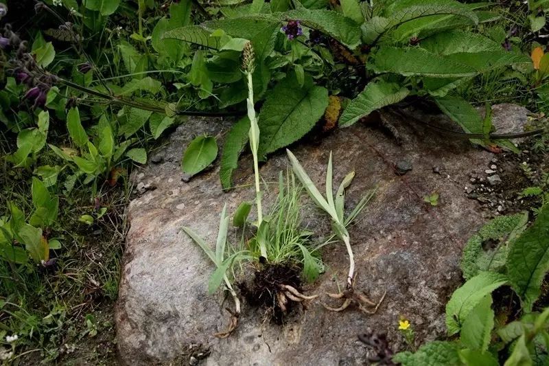 手掌参来源于兰科植物手参和粗脉手参目块茎.