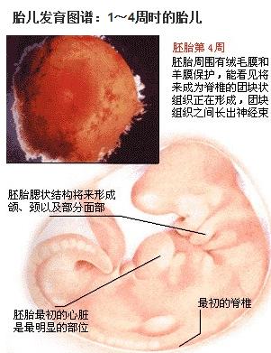 怀孕初期的3个月:胎儿发育的过程及b超所见