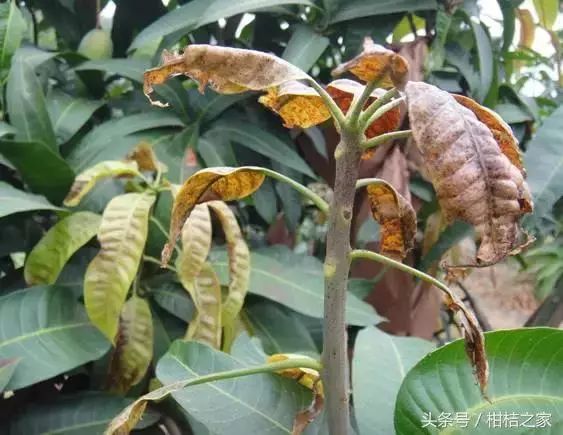 吸食芒果树汁液,造成嫩叶,幼果表面组织挫伤呈木栓化,造成叶子变色