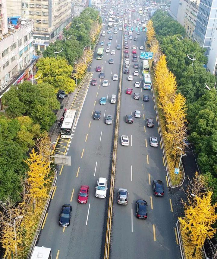 灿烂的黄金大道格外地舒心车辆行驶其间芙蓉中路/北路马路两侧停下来