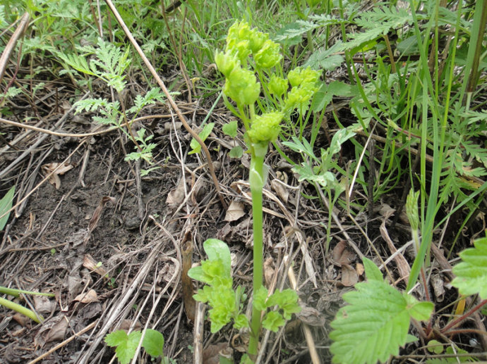 形似猫爪子的野菜,小时候为果腹,现成为餐桌上的高档菜肴